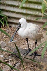 the royal spoonbill is standing on a log