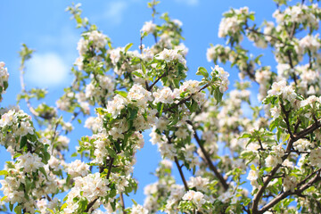 Blooming apple tree in the spring garden. Natural texture of flowering. Close up of white flowers on a tree. Against the blue sky