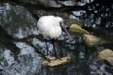 the royal spoonbill is a large white seabird with a bill in the shape of a black spoon