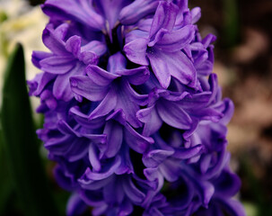purple hyacinth