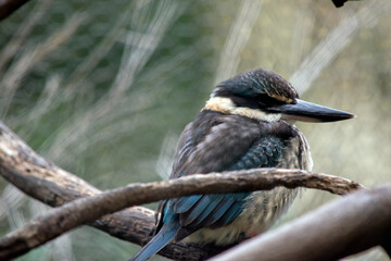 the scared kingfisher is perched in a tree