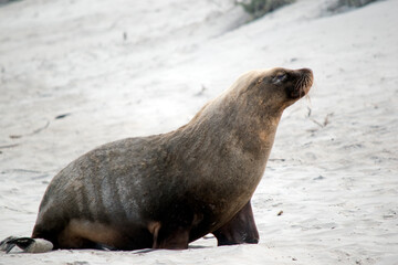 Fototapeta premium the sea lion is walking along the beach at seal bay