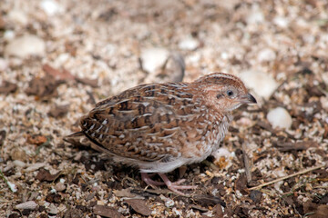 this is a side view of a stubble quail