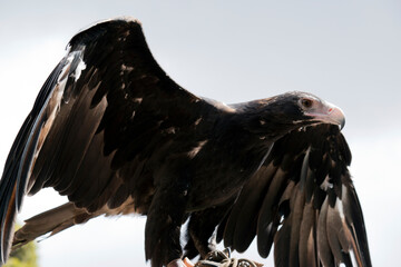 the wedge tailed eagle has spread its wings