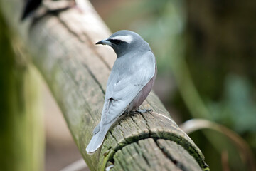 the white browed woodswallow is perched on a fence