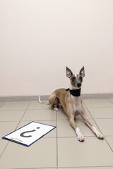 Whippet dog lies in the veterinary clinic next to a sign with a question mark and looks questioningly into the camera.