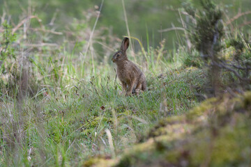 Naklejka na ściany i meble view of a hare in the forest of fontainebleau