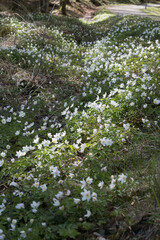 beautiful white spring flowers creating a mat in local woodland gothenburg sweden
