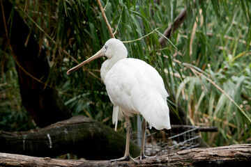 the yellow spoonbill is perched on a fence