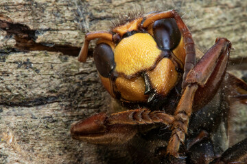 Giant hornet insect
