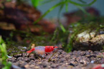 a pregnant red rili shrimp in aquarium
