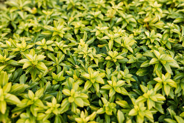 Japanese pachysandra or Pachysandra terminalis. Beautiful nature Green plant background.