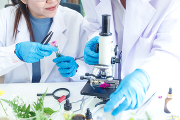 Fototapeta premium Close up hands Science lab woman research for Marijuana Natural alternative herb oil cannabis leaves placed alternative medicine and drug. alternative medicine, pharmaceutical