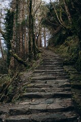 Obraz premium path in the woods
