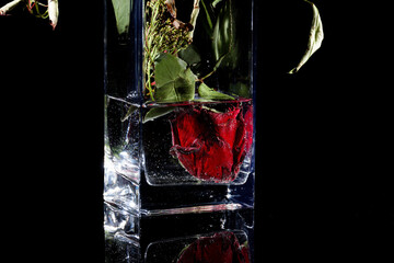 creative upside down concept - red rose with head in a flower vase - a different view - isolated on black