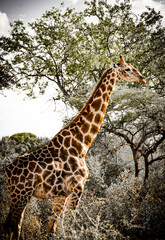girafe - Namibie