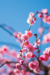 枝垂れ梅のクローズアップ