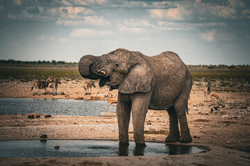 Fototapeta na wymiar Elephant - Etosha National Park