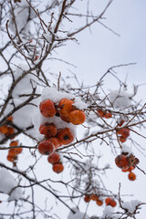 a freezing persimmon fruit on a tree in winter season