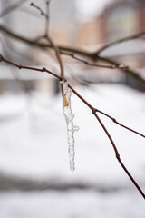 an icicle grows on a small tree branch
