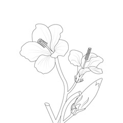 Doodle Coloring Page Of Hibiscus Flower Drawing Illustration Vector 