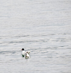 swallow tailed gull in the gulf of la spezia