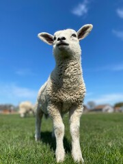 Close-up of a white lamb on a green meadow at blue sky