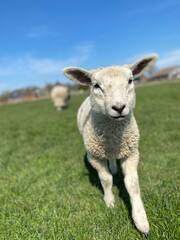 Close-up of a white lamb on a green meadow at blue sky