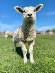 Fototapeta premium Close-up of a white lamb on a green meadow at blue sky