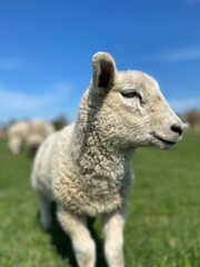 Close-up of a white lamb on a green meadow at blue sky