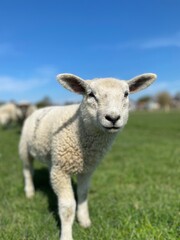 Naklejka na ściany i meble Close-up of a white lamb on a green meadow at blue sky