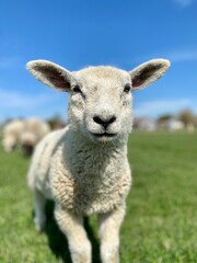 Close-up of a white lamb on a green meadow at blue sky