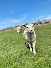 Close-up of a white lamb on a green meadow at blue sky