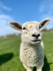 Fototapeta premium Close-up of a white lamb on a green meadow at blue sky