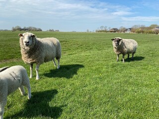 Sheep on a green meadow in good weather