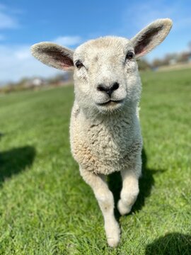 Close-up of a white lamb on a green meadow at blue sky