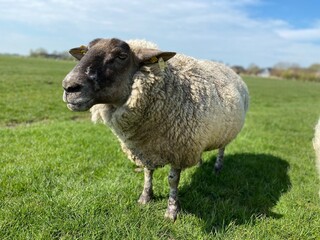 Obraz premium Sheep on a green meadow in good weather