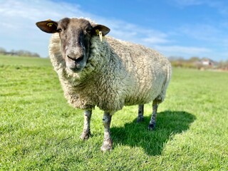 Obraz na płótnie Canvas Sheep on a green meadow in good weather