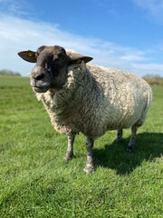 Fototapeta premium Sheep on a green meadow in good weather
