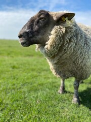 Sheep on a green meadow in good weather