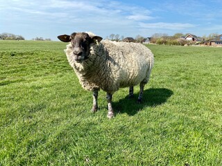 Obraz premium Sheep on a green meadow in good weather
