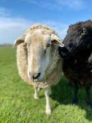 Sheep on a green meadow in good weather
