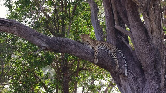 Leopard staring straight at the camera