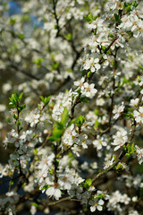 tree blossom in spring