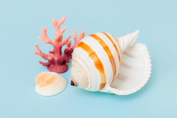 Beach seashells on colored background. Mock up with copy space