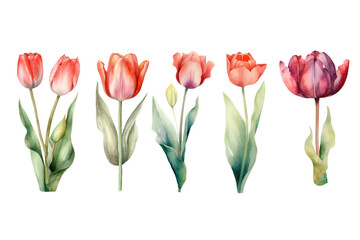 Tulips, Watercolor PNG Clip Art