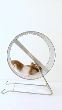The hamster is white, brown running on the wheel. A rodent runs away on a wheel. Charming, cute pet Generative AI