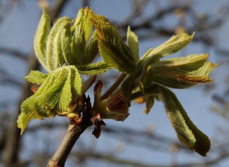 chestnut tree with growing leaves at spring close up