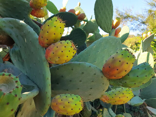 Opuntia ficus-indica cactus fruits grow on a bush.