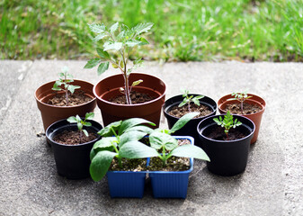 Pots with vegetable seedling